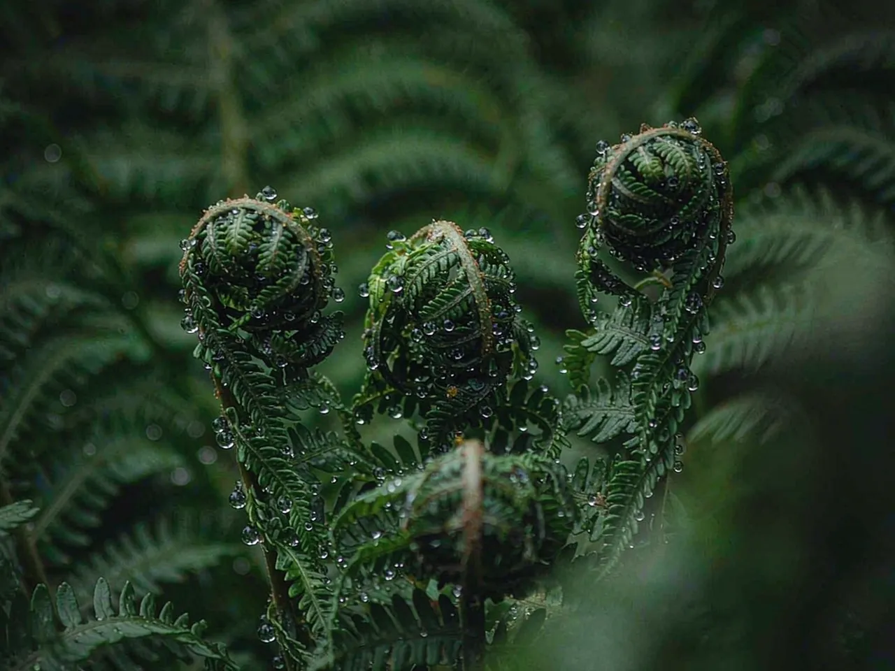 Fern fronds covered in morning dew