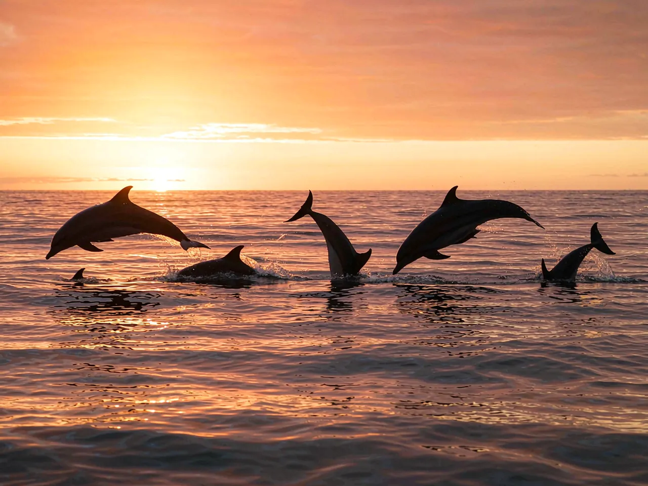 Dolphins at sunset over a calm ocean
